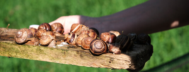 Breeding grape snails © Natallia