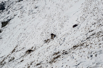 mountain goat on a mountain slope in a winter scenery