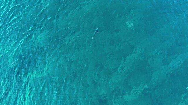 Aerial view of a lone shark glides through the crystal-clear turquoise waters of the ocean, creating a mesmerizing contrast, Naavaidhoo, Haa Dhaalu City, Maldives.