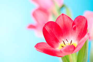 Pink tulip flower on a blue background