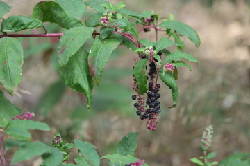 berries of Phytolacca sp in forest 