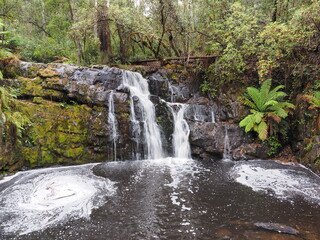 Mount Field National Park in Tasmania マウントフィールド国立公園