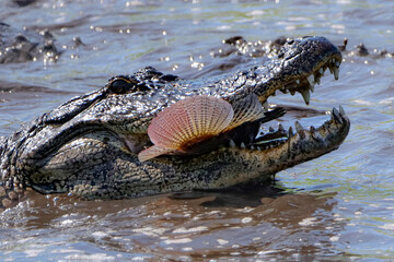 American Alligator with Fresh Tilapia Catch Colorful Fin 