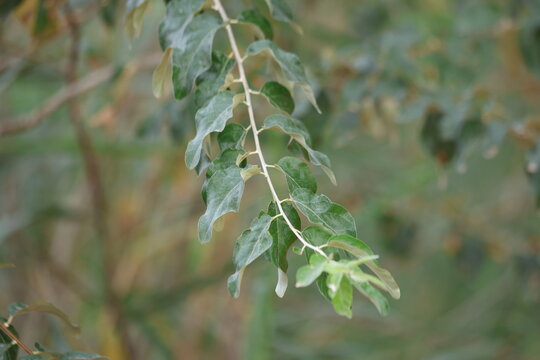 Close up of branch of Elaeagnus angustifolia, also known as russian olive or oleaser