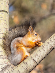 Obraz premium The squirrel with nut sits on tree in the autumn. Eurasian red squirrel, Sciurus vulgaris.