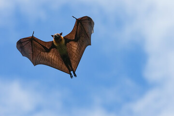 The flying fox, a fruit eater, is native to Southeast Asia.