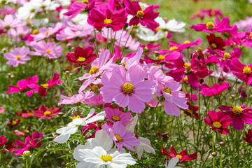 秋の陽射しに輝くピンクと白のコスモス畑