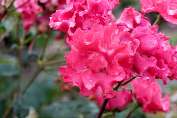 雨上がりに滴る鮮やかなピンクの薔薇の花