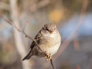 Fototapeta premium Sparrow sits on a branch without leaves.