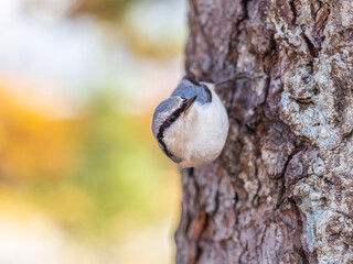 Eurasian nuthatch or wood nuthatch, lat. Sitta europaea, sitting on a tree trunk with a blurred background.