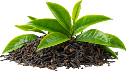 Tea leaf green plant fresh nature Tea leaf green plant fresh nature dried tea leaves