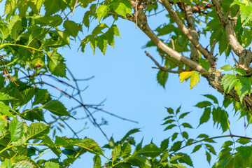 青空を背景に若葉が輝く夏の木の枝