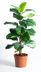 Obraz premium A vibrant potted fiddle leaf fig plant stands tall against a clean white background, showcasing its lush leaves