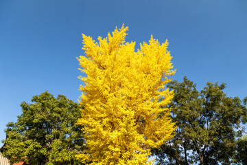 The charming ginkgo forest in autumn