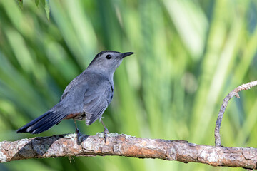 A grey catbird (Dumetella carolinensis) in southwest Florida in front of vibrant green plants