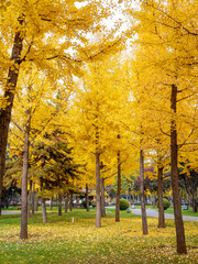 The charming ginkgo forest in autumn