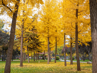 The charming ginkgo forest in autumn