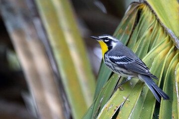 A beautiful yellow-throated warbler on a cabbage palm in southwest Florida (Setophaga dominica). 