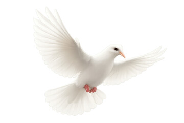 Fototapeta premium White dove bird flying, wings spread, representing peace, purity, freedom, hope, and the holy spirit, on a transparent background