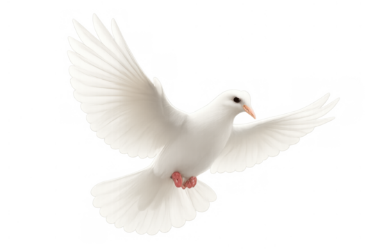 White dove bird flying, wings spread, representing peace, purity, freedom, hope, and the holy spirit, on a transparent background