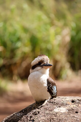 Laughing Kookaburra Resting on a Rock in Natural Habitat