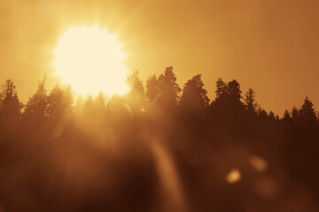 black silhouette of autumn fall seasonal pine evergreen forest landscape without snow - sun rays beams burst among the trees trunk. nature background.