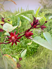 Red Roselle a variety of the Hibiscus sabdariffa plant.flower hanging on branch,