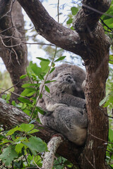 Sleeping koala curled up on a tree branch in the wild