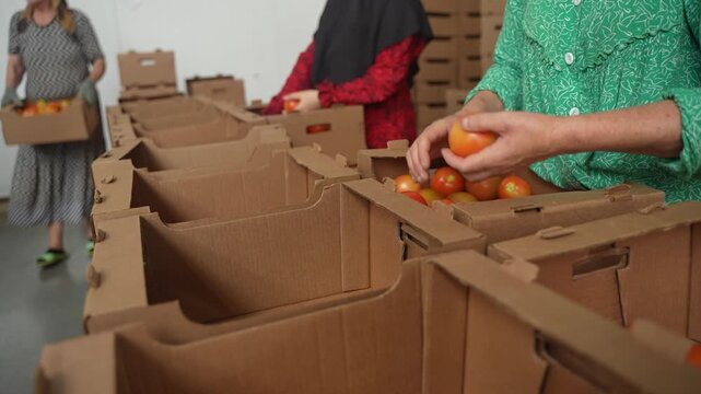 Workers manually sort and pack fresh tomatoes into cardboard boxes in packing line