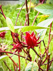 Red Roselle a variety of the Hibiscus sabdariffa plant.flower hanging on branch,