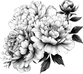 Blooming peony flower illustration, black and white botanical drawing, elegant detailed line