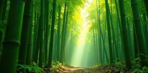 Dense Bamboo Stalks Dappled Sunlight