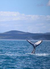 Naklejka premium Humpback whale tail above the ocean surface