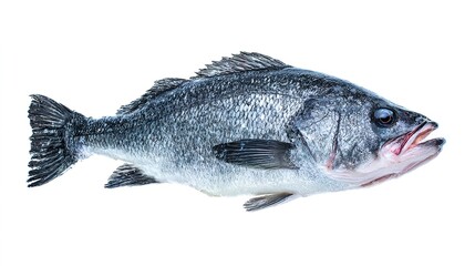 seabass. A fresh sea bass isolated on a white background, showcasing its detailed texture. menu design, packaging mockups, designed for culinary blogs and recipe cards for restaurants.