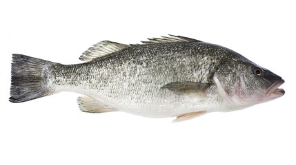 seabass. A fresh sea bass isolated on a white background, showcasing its detailed texture. menu design, packaging mockups, designed for culinary blogs and recipe cards for restaurants.