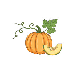 Ripe orange pumpkin illustration with green leaf and curly vine, fresh sliced pumpkin close up