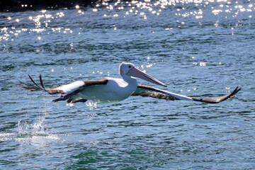 Australian pelican flying low over the water