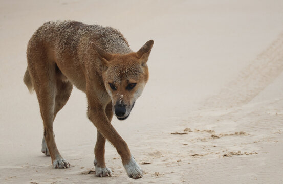 Wild dingo walking on the beach