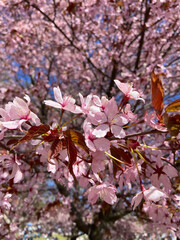 pink cherry blossom