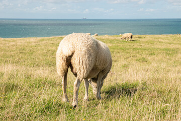 Mouton de dos, broutant l'herbe face &agrave; la mer