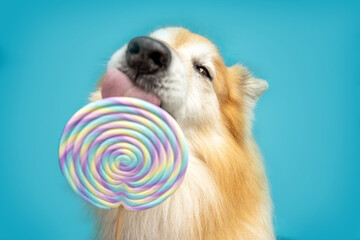 Icelandic Sheepdog licking colorful pastel lollipop on blue background, funny pet portrait with bright candy and playful expression