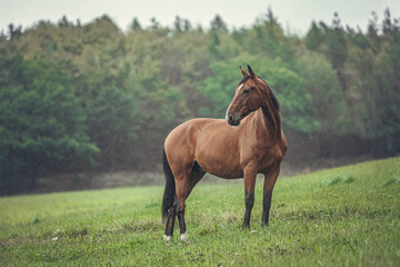 Fototapeta premium Brown trotter horse standing on a green meadow in light rain with forest background, elegant equine in natural countryside setting