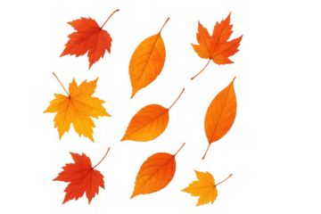 Autumn season concept with falling maple and oval shaped leaves, vibrant orange and yellow foliage on transparent background