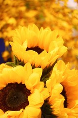 A bouquet of sweet yellow sunflower blossom with blurred flowers background 