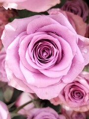A sweet purple rose blossom in a flower background 