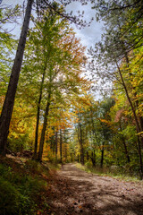 Grasse, Alpes-Maritimes, France. Couleurs d’automne éclatantes dans la forêt, lumière dorée et nature paisible au cœur des montagnes provençales.