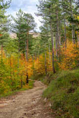 Fototapeta premium Grasse, Alpes-Maritimes, France. Couleurs d’automne éclatantes dans la forêt, lumière dorée et nature paisible au cœur des montagnes provençales.