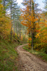 Grasse, Alpes-Maritimes, France. Couleurs d’automne éclatantes dans la forêt, lumière dorée et nature paisible au cœur des montagnes provençales.