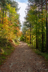 Fototapeta premium Grasse, Alpes-Maritimes, France. Couleurs d’automne éclatantes dans la forêt, lumière dorée et nature paisible au cœur des montagnes provençales.