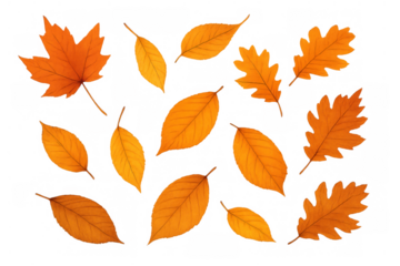 Autumn tree leaves falling, scattering colorful foliage. Maple, oak, and other various fall seasonal elements on transparent background